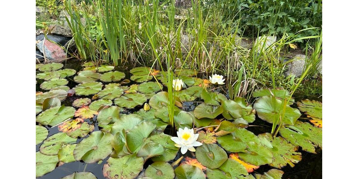 Einfamilienhaus Nettetal - 7 Zimmer, 274 m&sup2;, 795.000&euro; | Angebot:26045248