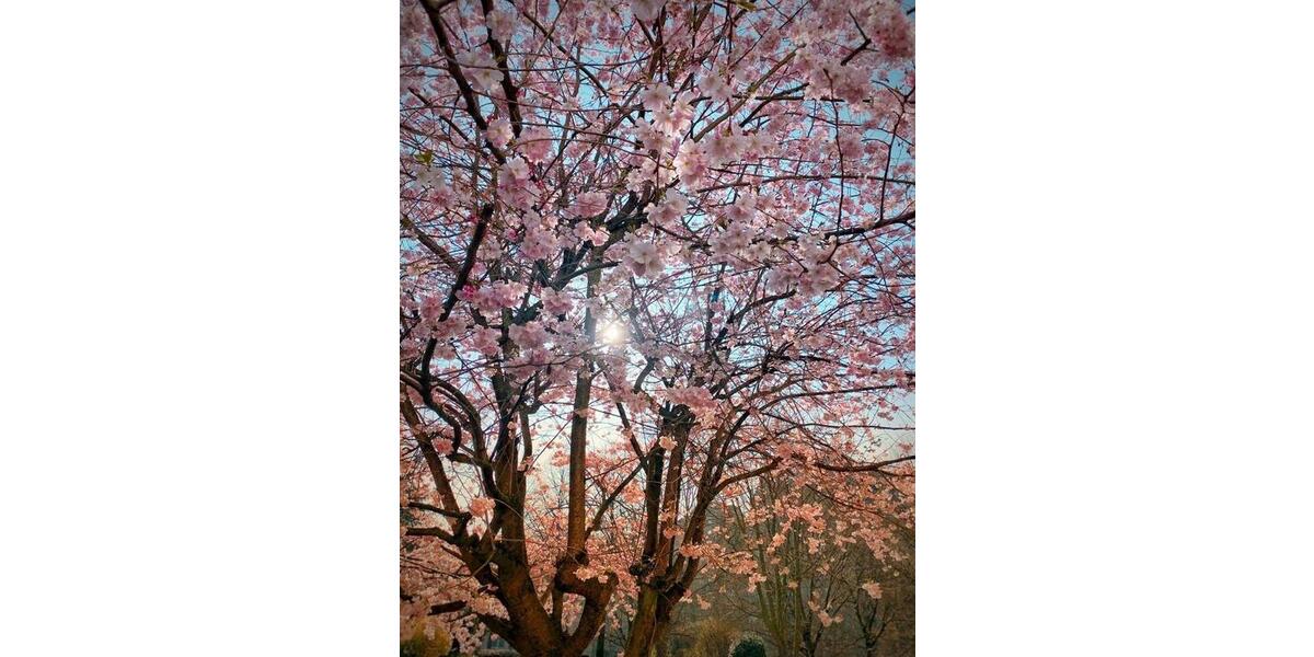 Etagenwohnung Ratingen Tiefenbroich - 3 Zimmer, 79 m&sup2;, 225.000&euro; | Angebot:26008353