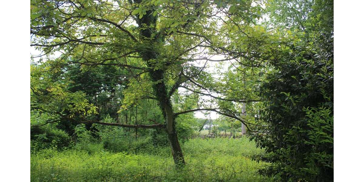 Grundstück Leichlingen Rothenberg - 599.000&euro; | Angebot:7315349