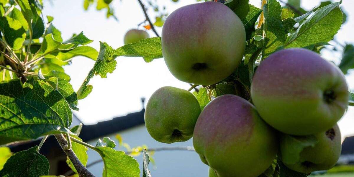 Doppelhaushälfte Mönchengladbach Dorthausen - 6 Zimmer, 277 m&sup2;, 339.000&euro; | Angebot:25729145