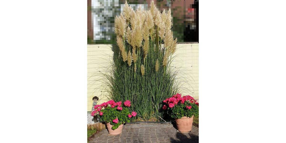 Mehrfamilienhaus, Wohnhaus Duisburg Friemersheim - 1 Zimmer, 188 m&sup2;, 275.000&euro; | Angebot:25705842